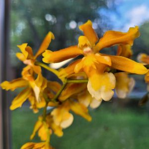 Oncidium orchid in brilliant, buttery yellow.
