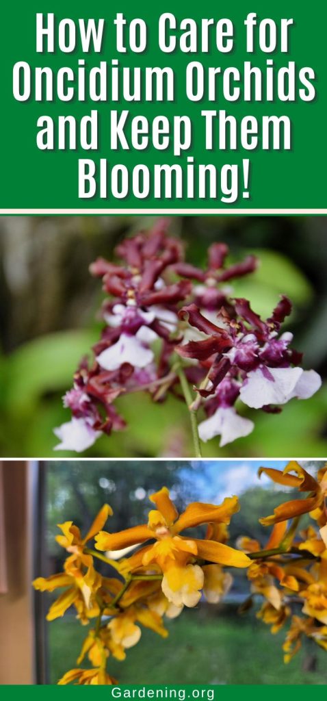 How to Care for Oncidium Orchids and Keep Them Blooming! pinterest image.