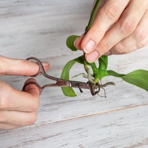 Cutting off diseased roots of mini orchid with scissors.