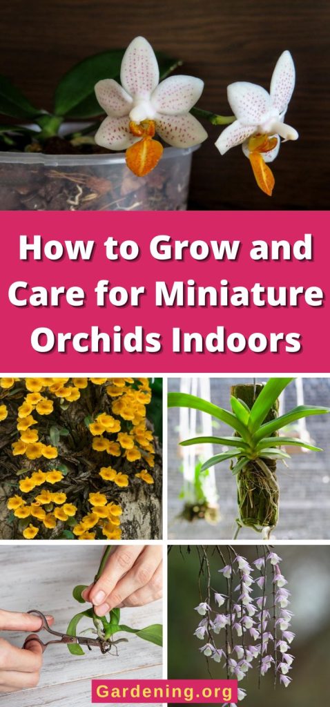 How to Grow and Care for Miniature Orchids Indoors pinterest image.