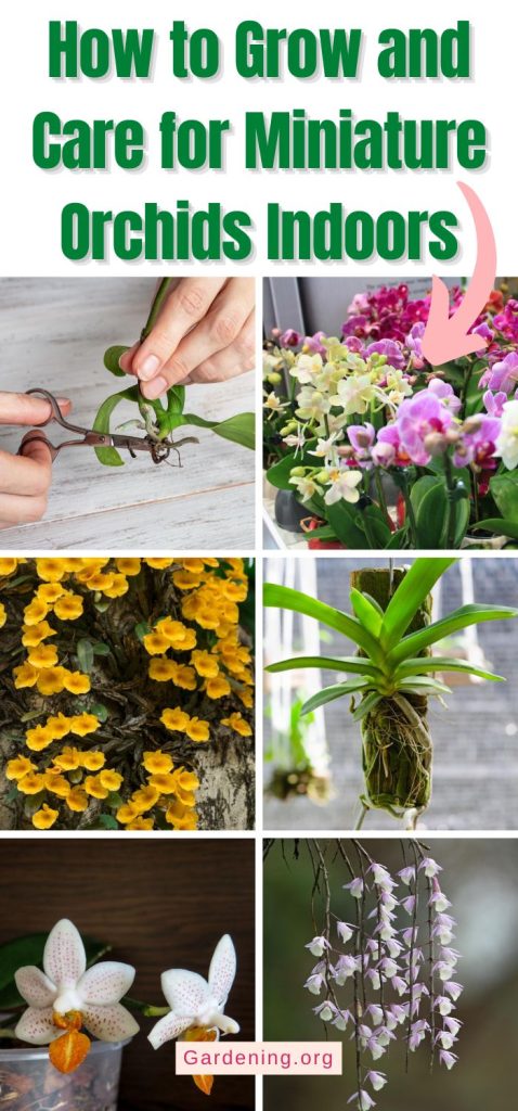 How to Grow and Care for Miniature Orchids Indoors pinterest image.