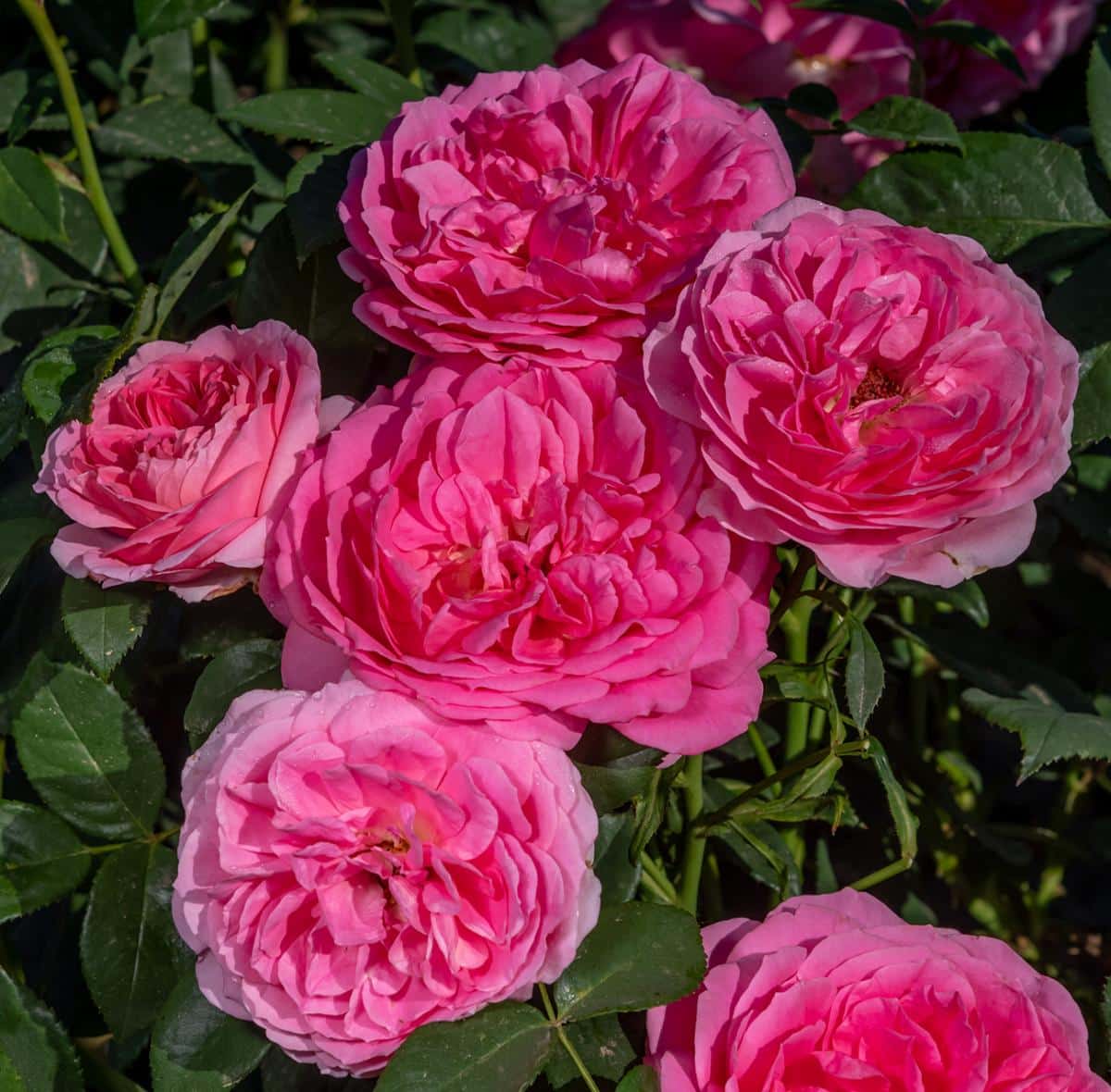 Pink Miss Manners rose