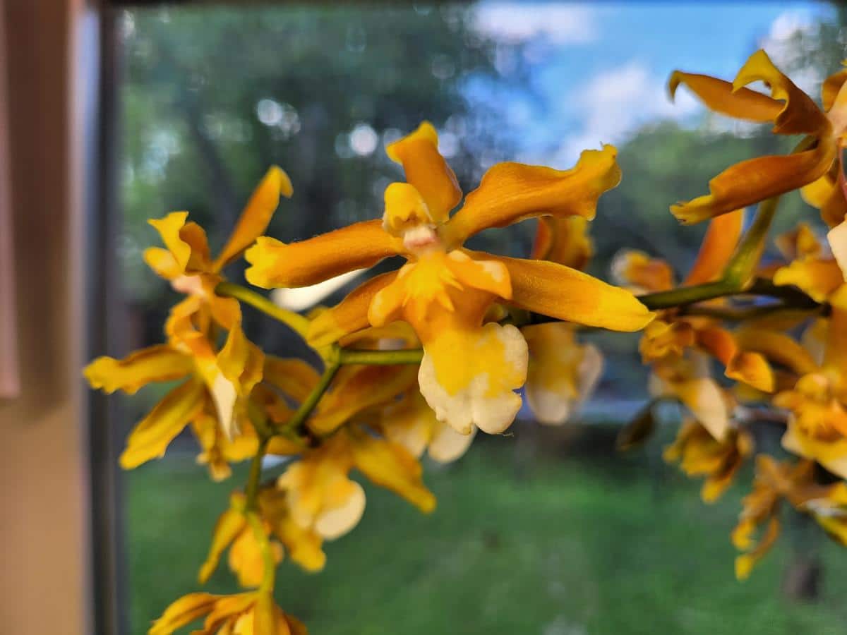 Yellow "dancing lady" oncidium orchid
