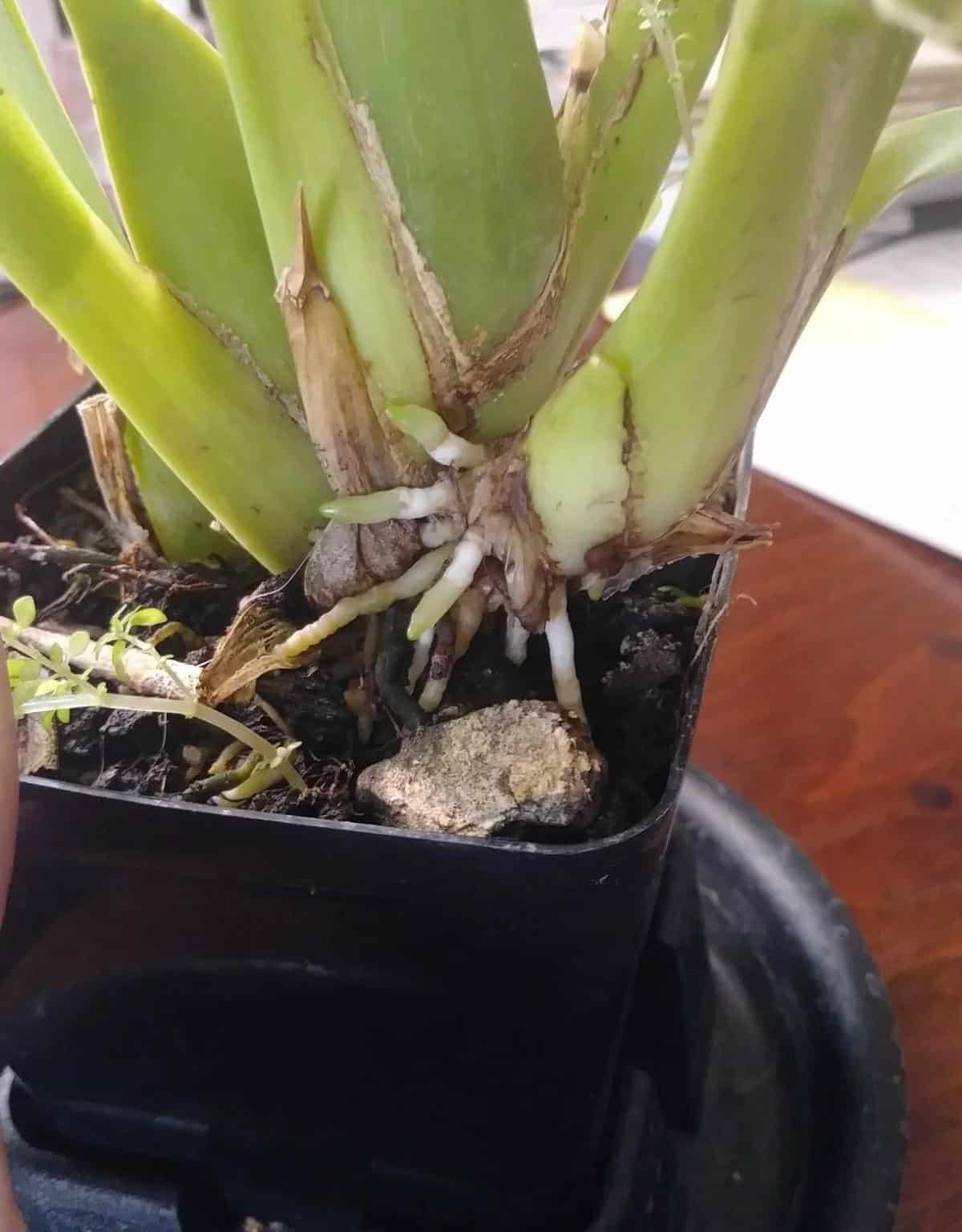 Root growth on an oncidium orchid