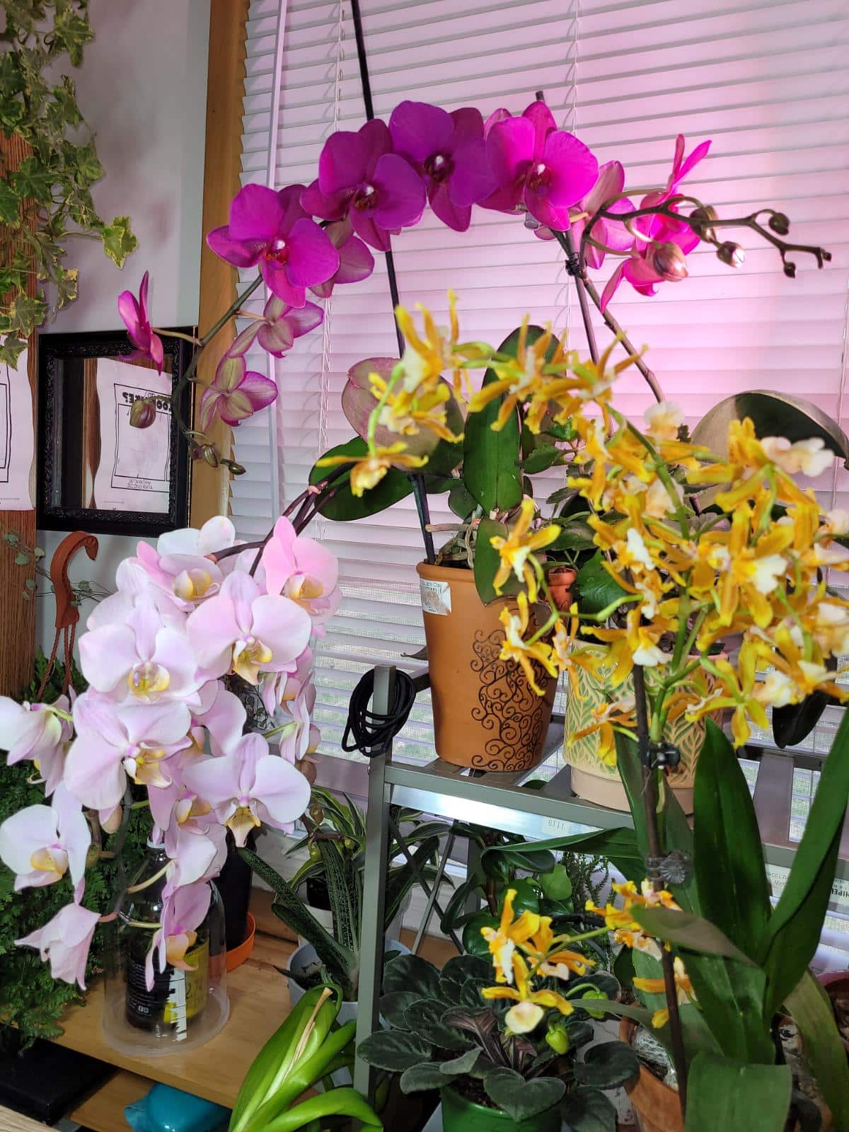 A collection of orchids including phalaenopsis and oncidium orchids