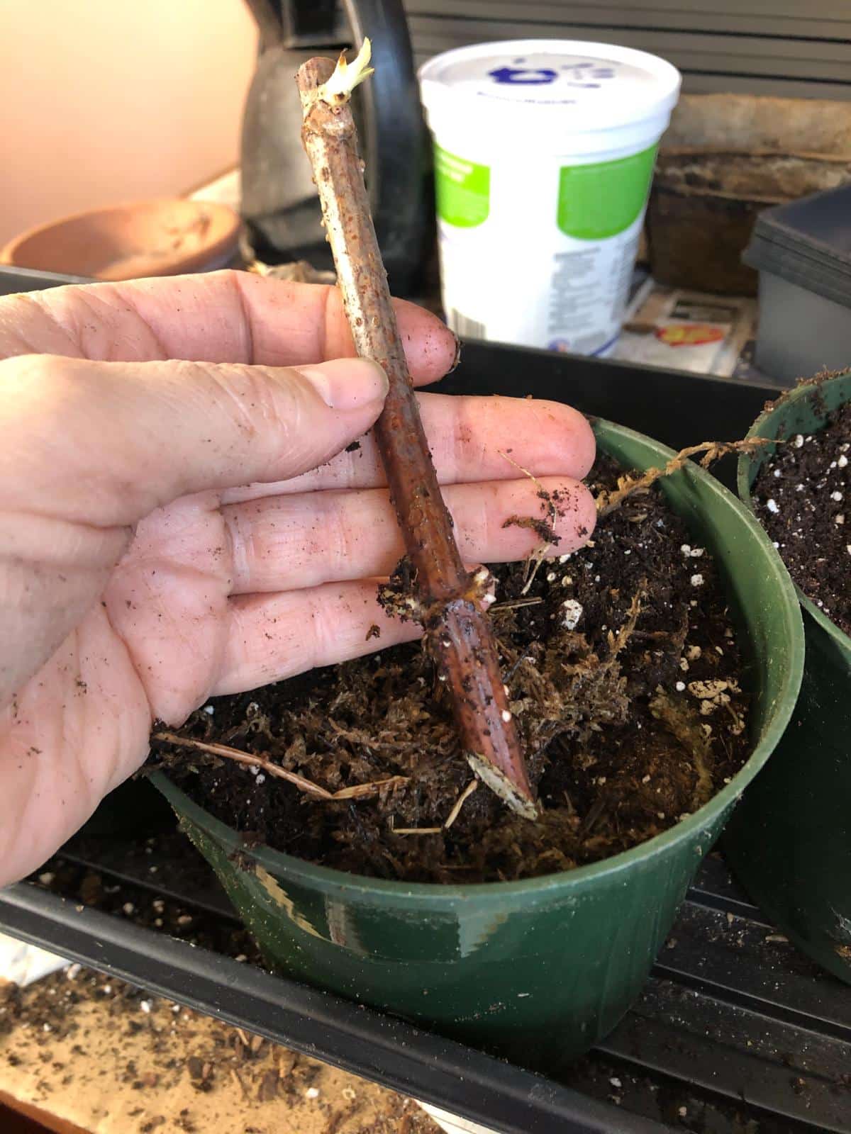 Cuttings rooting in used potting soil
