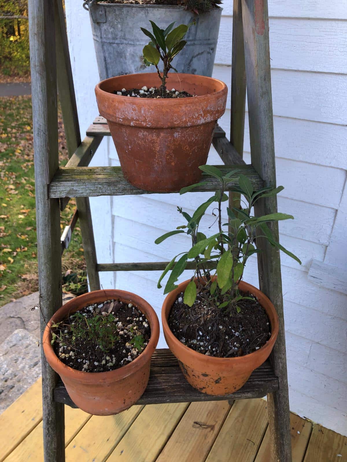 Potted plants on a patio