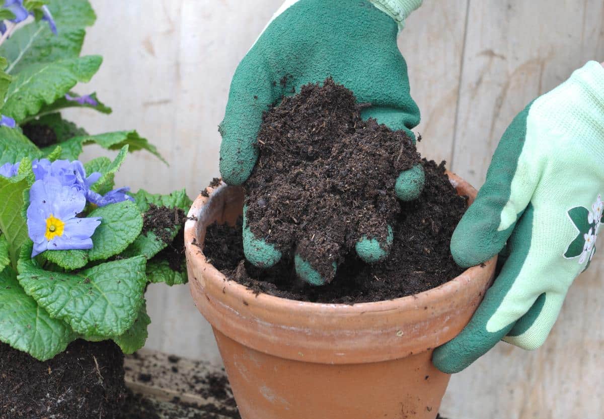 Unused old potting soil in a pot