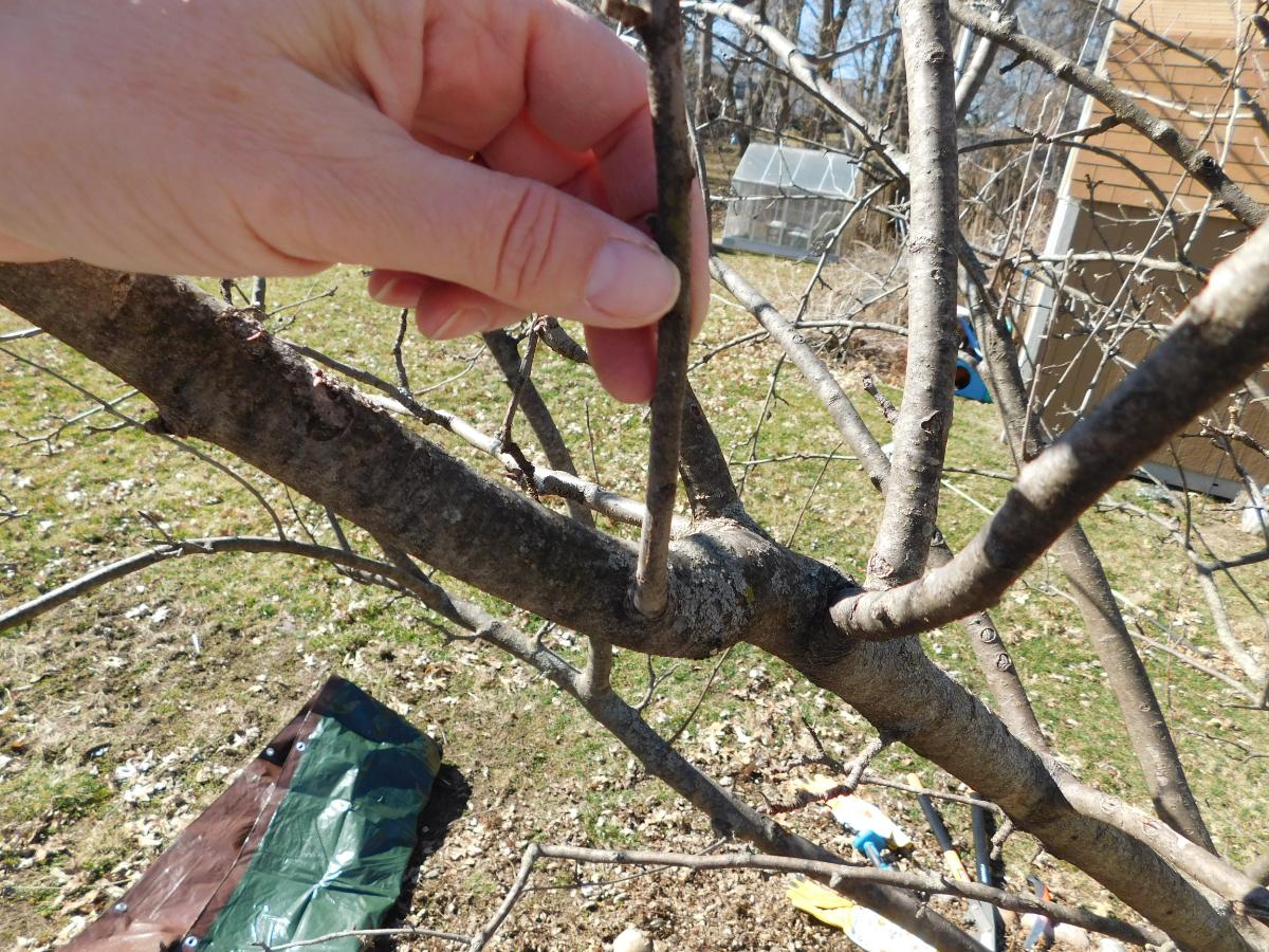 Watersprouts that need pruning on an apple tree