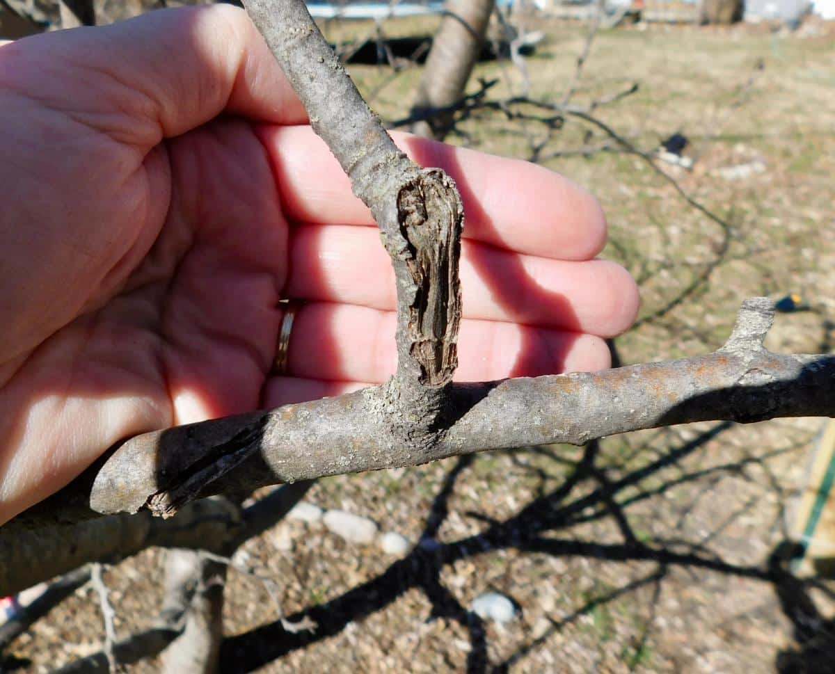An old wound on a tree branch that needs prunigin