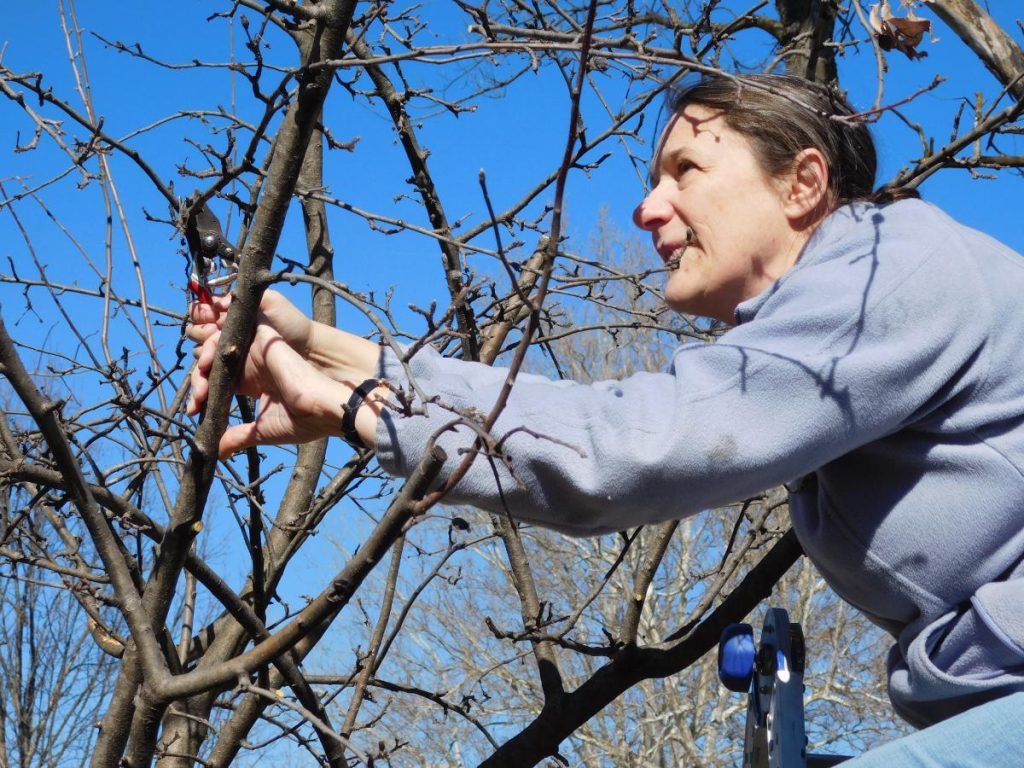 14 Basic Steps to Rejuvenate and Prune an Apple Tree - Gardening