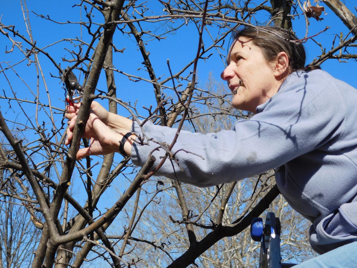 A woman pruning a dormant apple tree