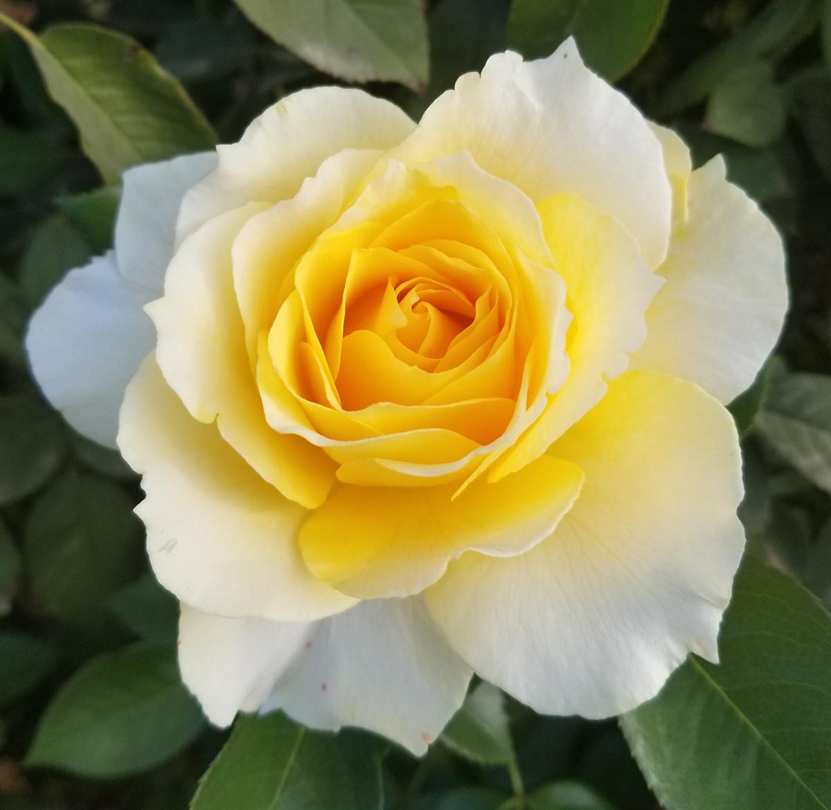 Quest for Zest yellow rose