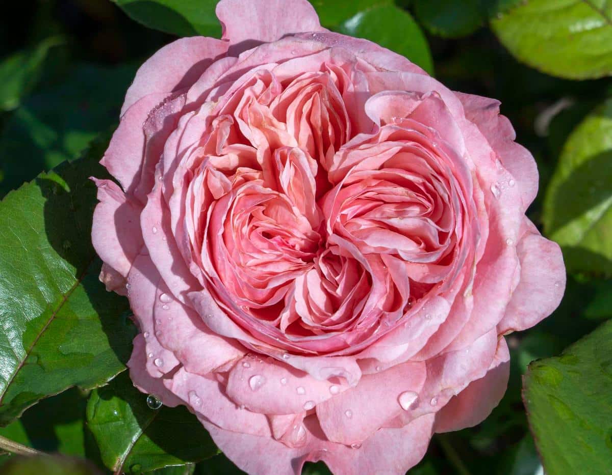 Ball Gown Rose variety