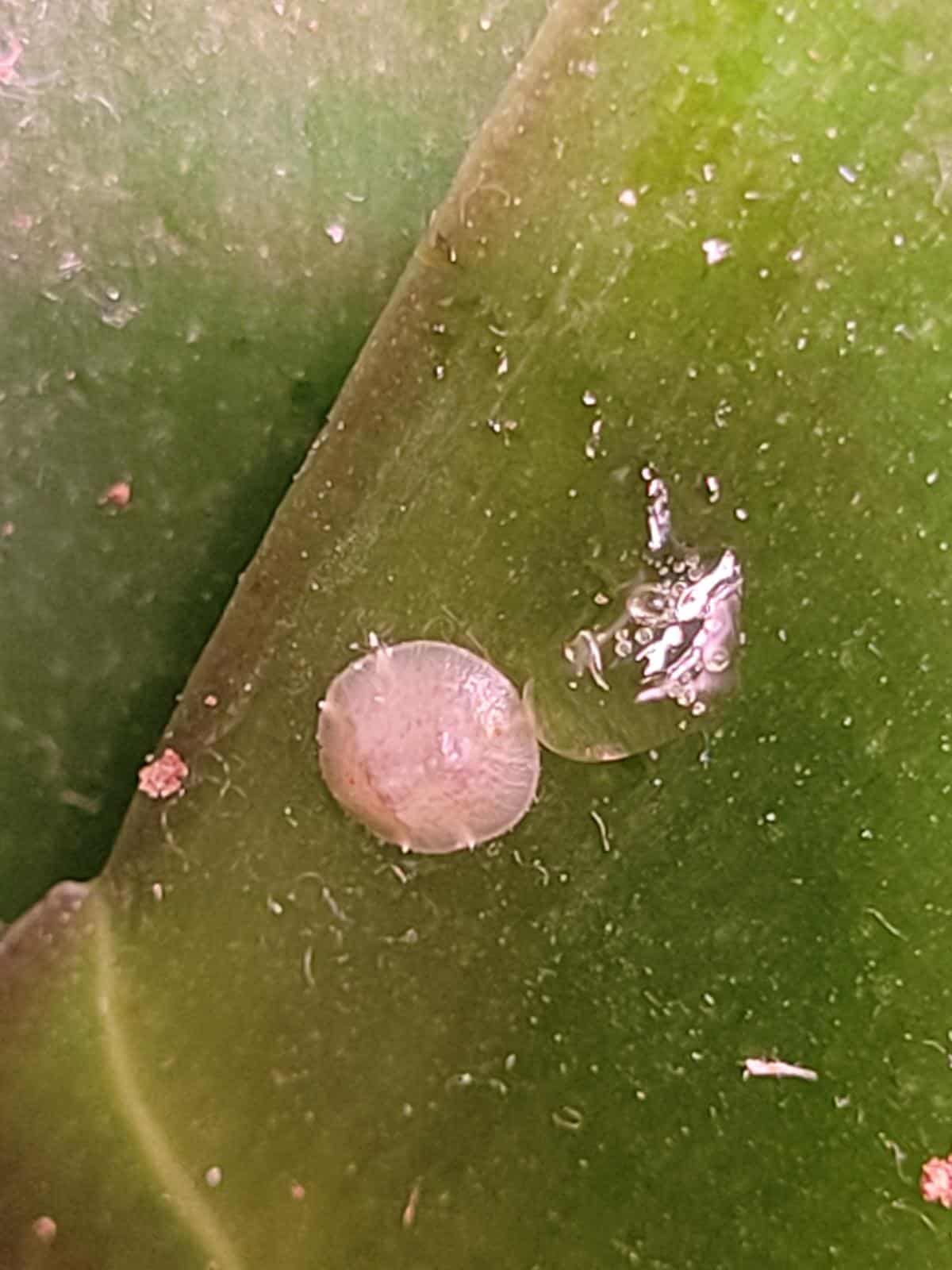 Scale insects on an orchid