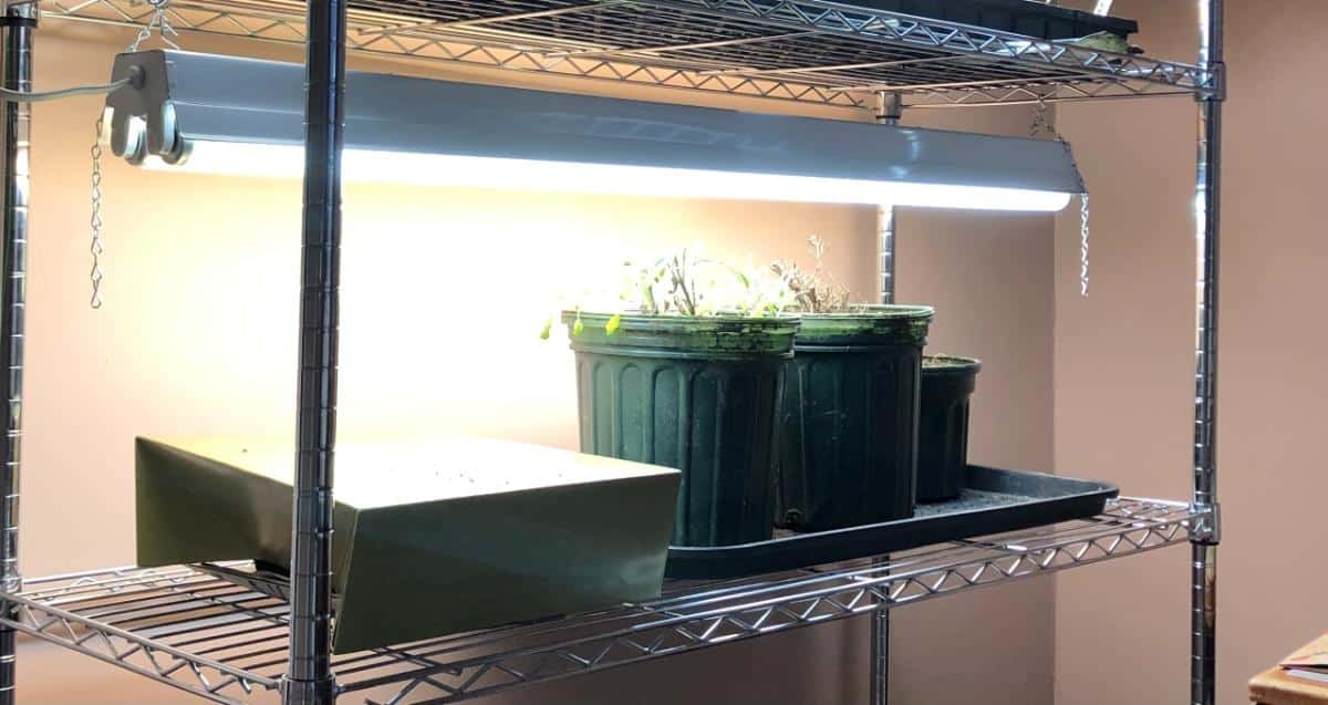 Seed pots on a grow shelf under lights