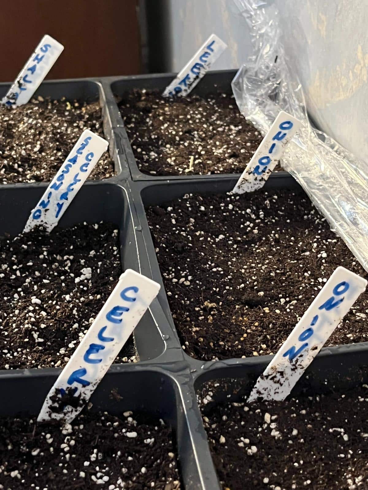 Seeds planted in germination pots