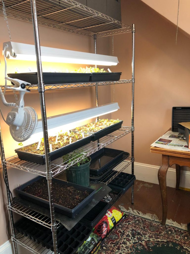 Germination Rack 4 Natural Signs that Tell Seeds to Sprout (And How to Recreate Them ...