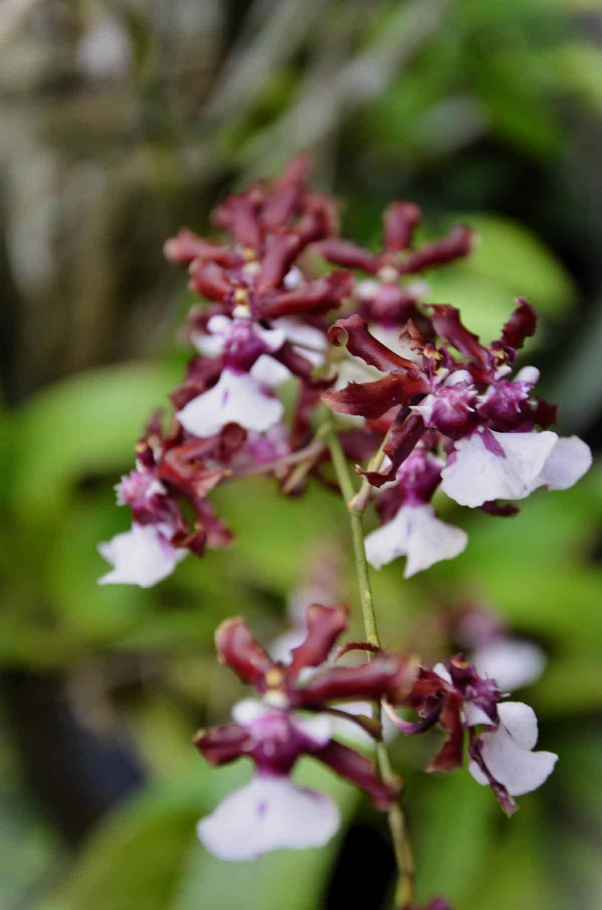 Sharry baby oncidium orchid