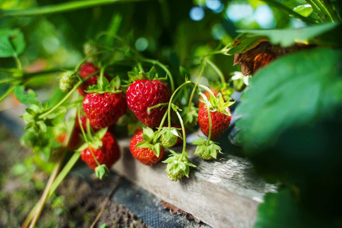 Strawberries growing in summer