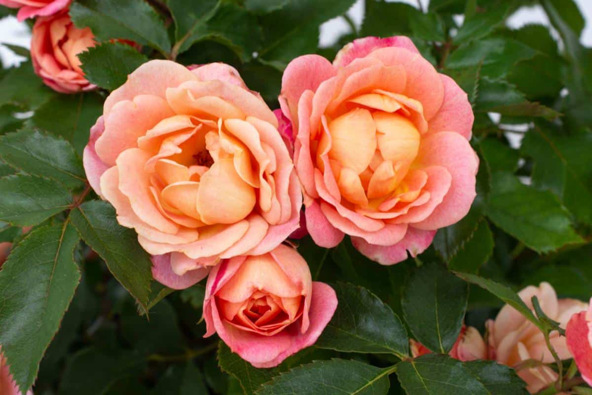 Sunblaze Peach rose