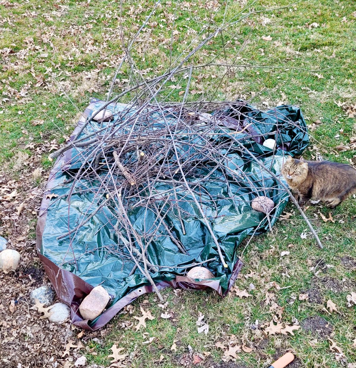 A tarp collecting pruned sticks