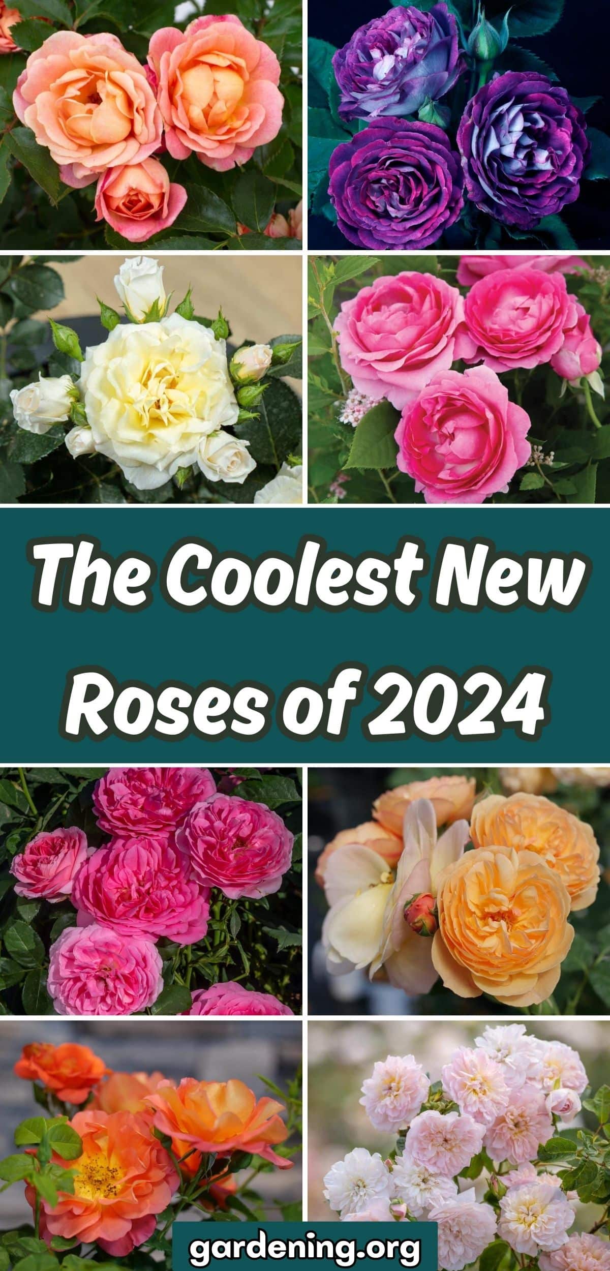 The Coolest New Roses of 2024 collage.