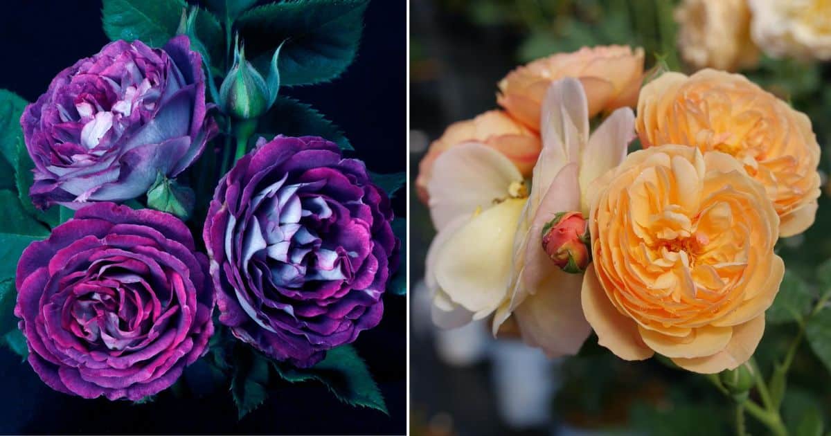 The Coolest New Roses of 2024 facebook image.