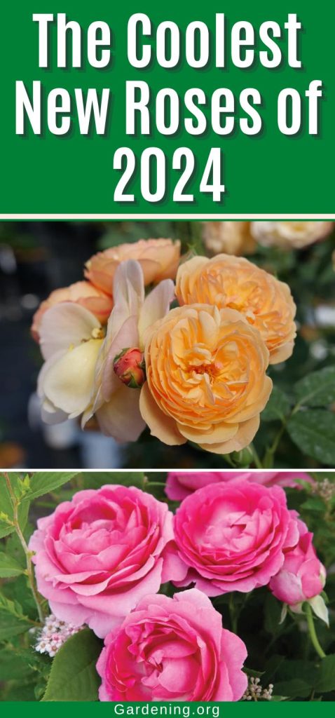 The Coolest New Roses of 2024 pinterest image.