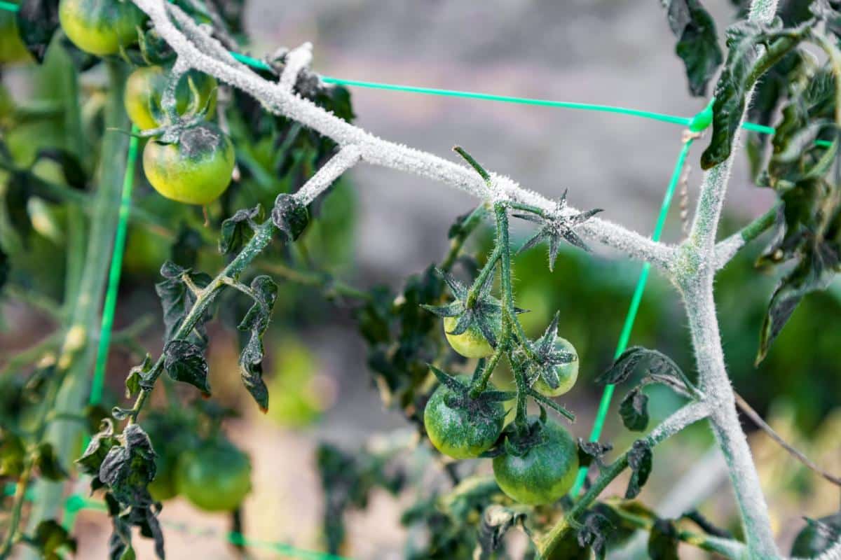 Tomatoes after a frost