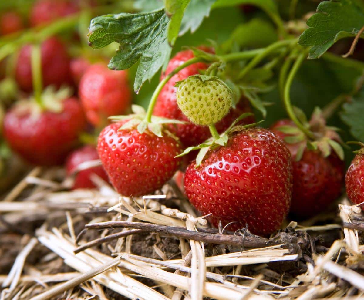 Strawberries growing as edible ground cover