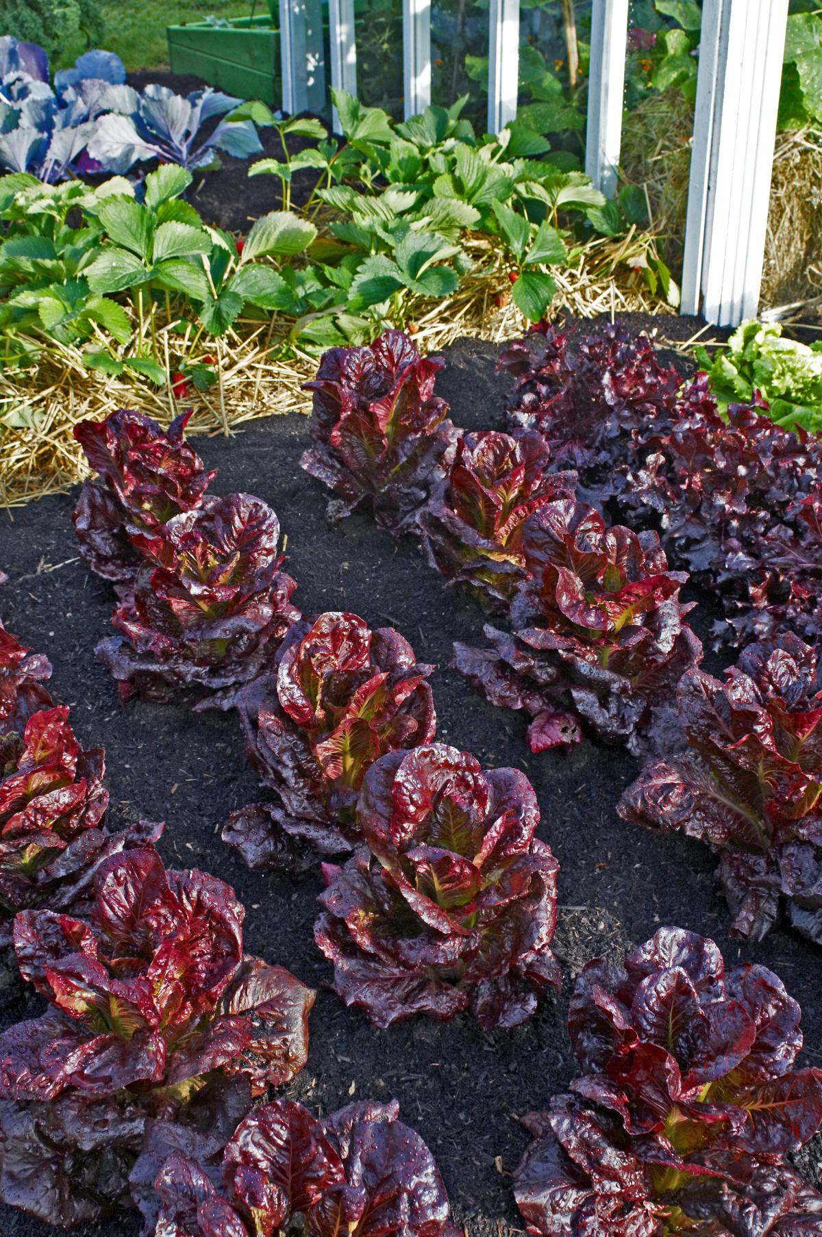 Red lettuce as foliage plant in an ornamental edible garden