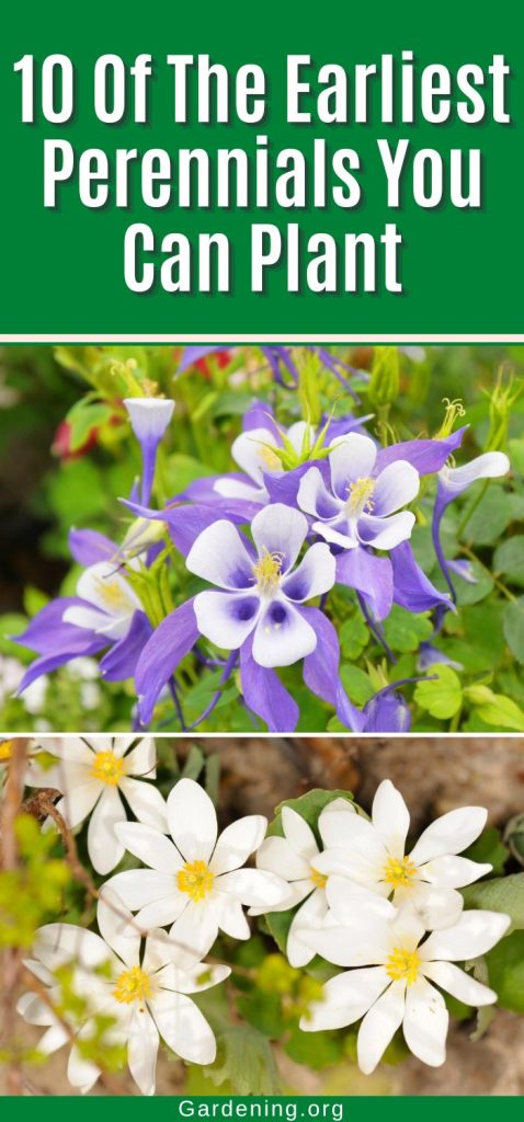 10 Of The Earliest Perennials You Can Plant pinterest image.