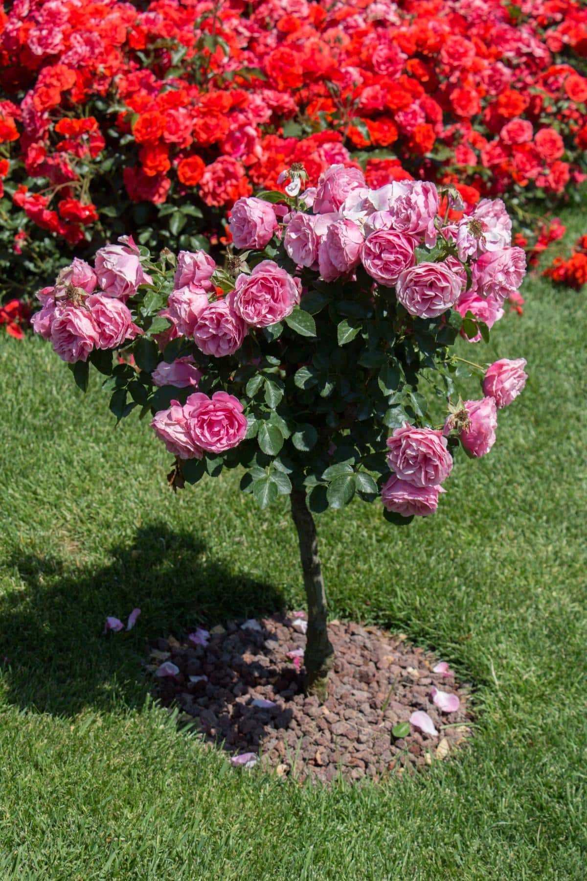 Shaped tree rose