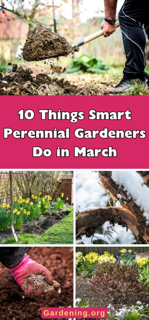 10 Things Smart Perennial Gardeners Do in March pinterest image.