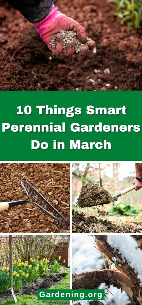 10 Things Smart Perennial Gardeners Do in March pinterest image.