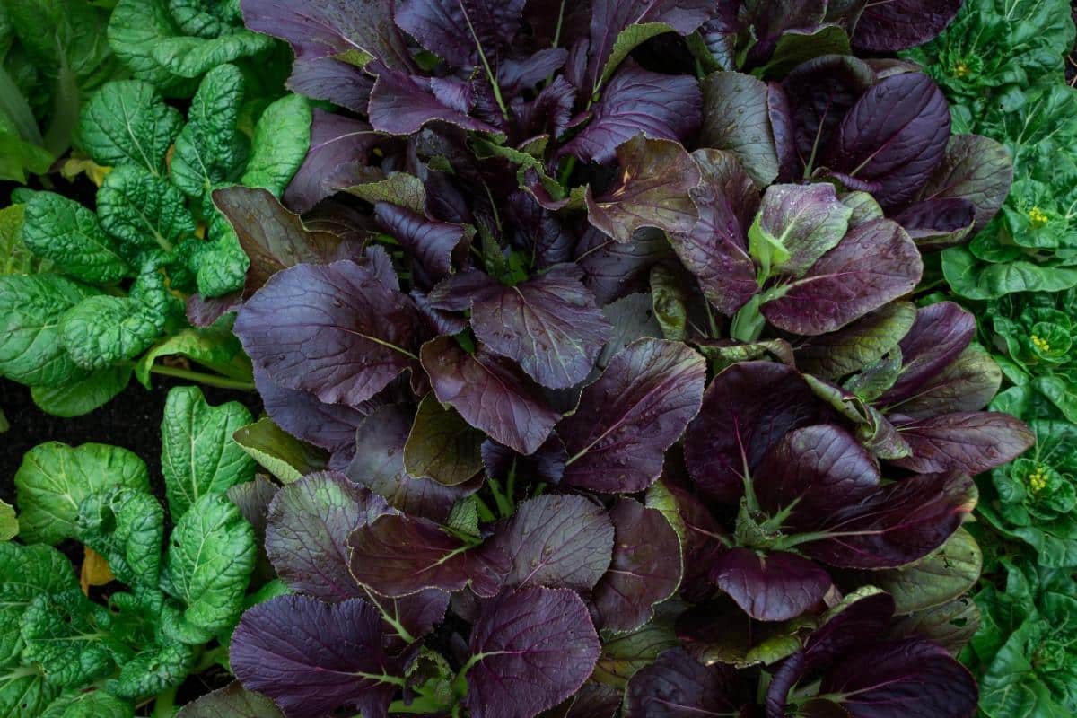 Purple bok choy in edible landscape garden