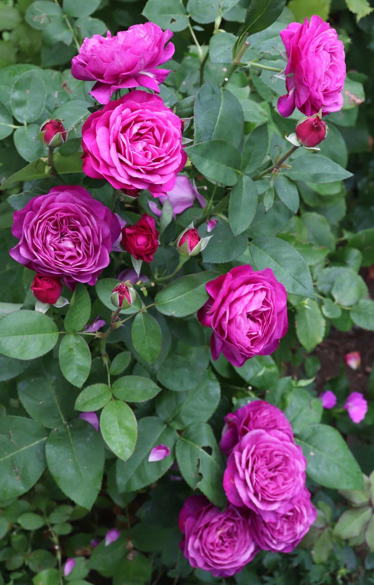 Heidi Klum compact patio rose
