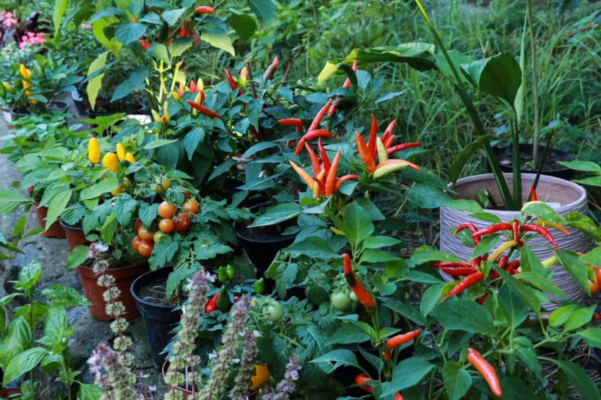 Edible peppers used as ornamentals