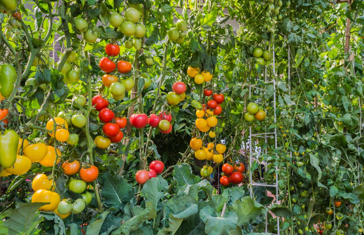Colorful tomatoes in edible landscaping