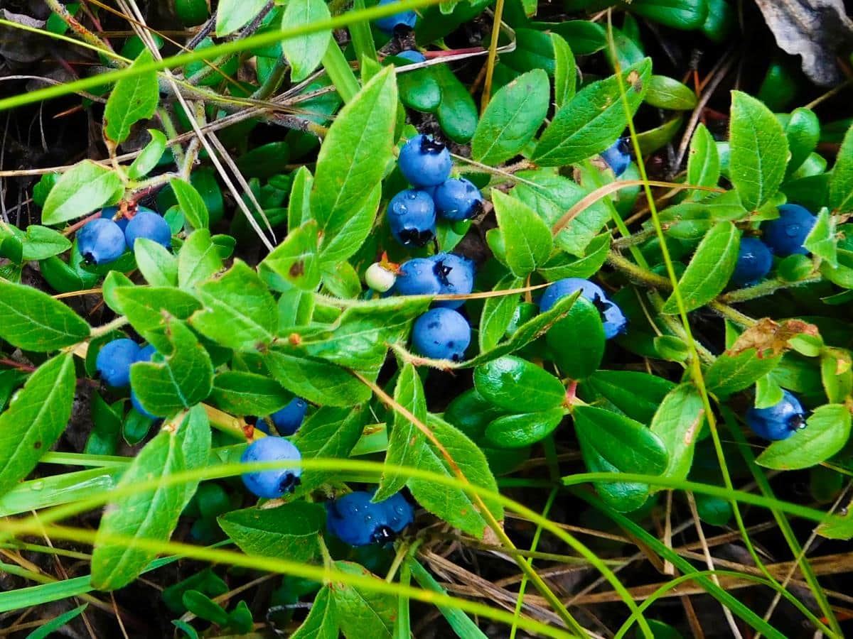 Lowbush ground blueberries ripe for picking