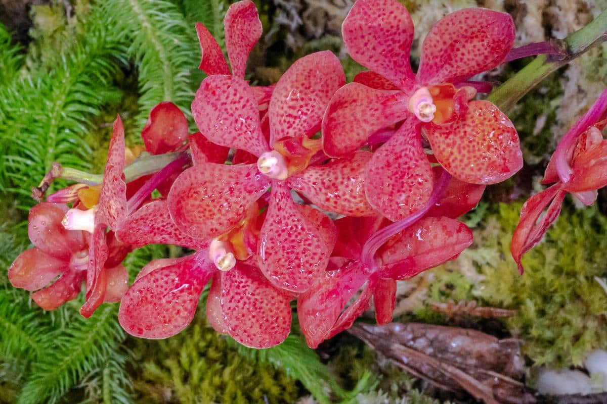 Mochara hybrid orchid