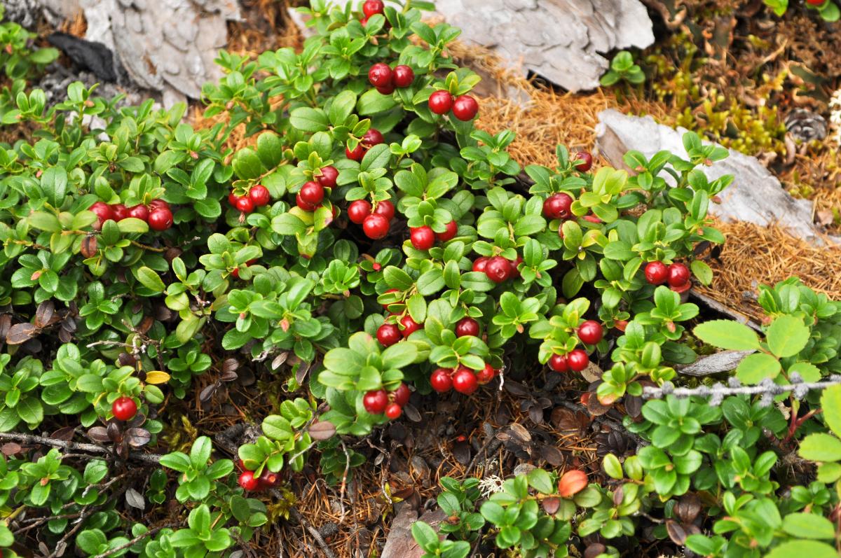 Cranberries as groundcover