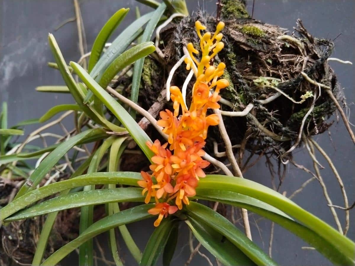 Miniature Asco Vanda orchid