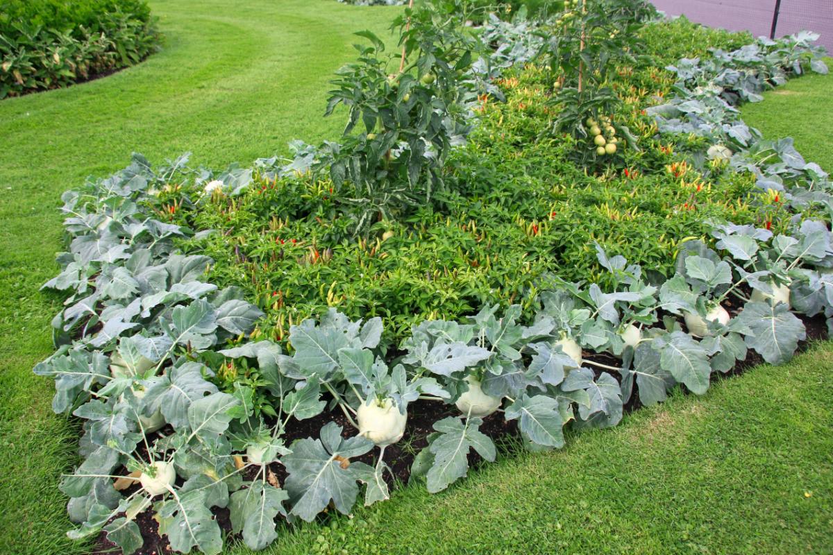 Kohlrabi used as a border plant in edible landscaping