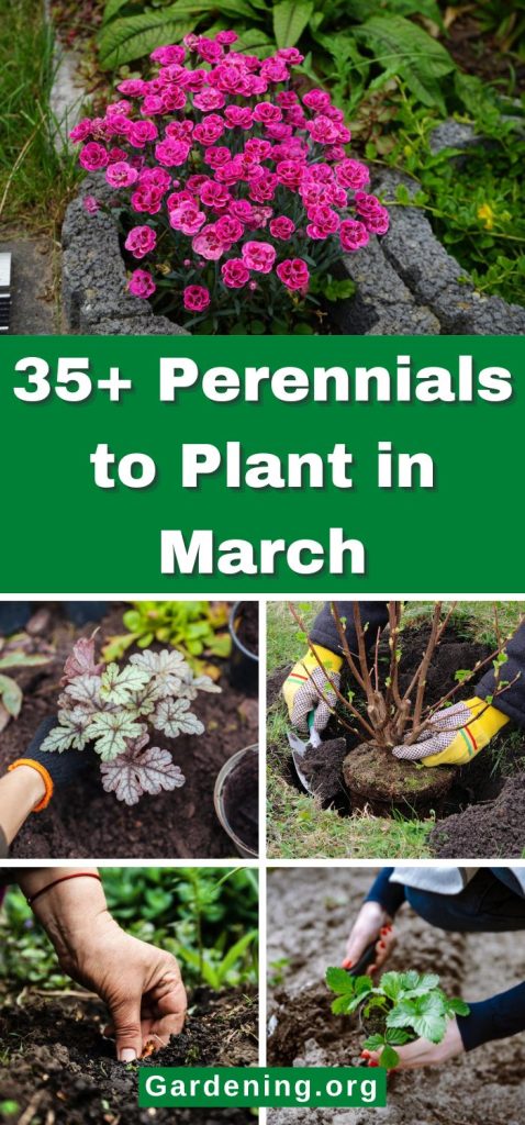 35+ Perennials to Plant in March pinterest image.