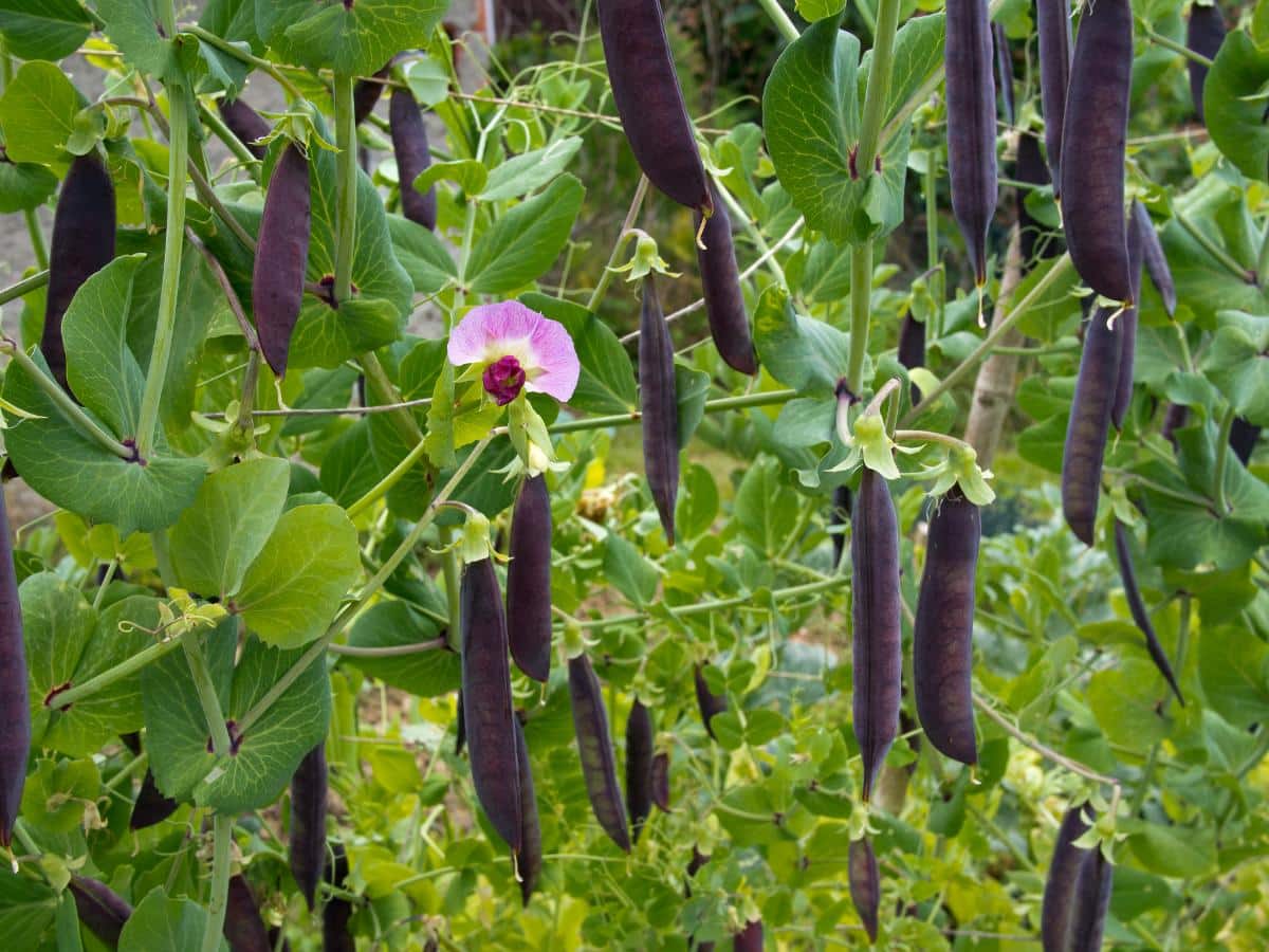 Purple pod peas in edible landscape garden