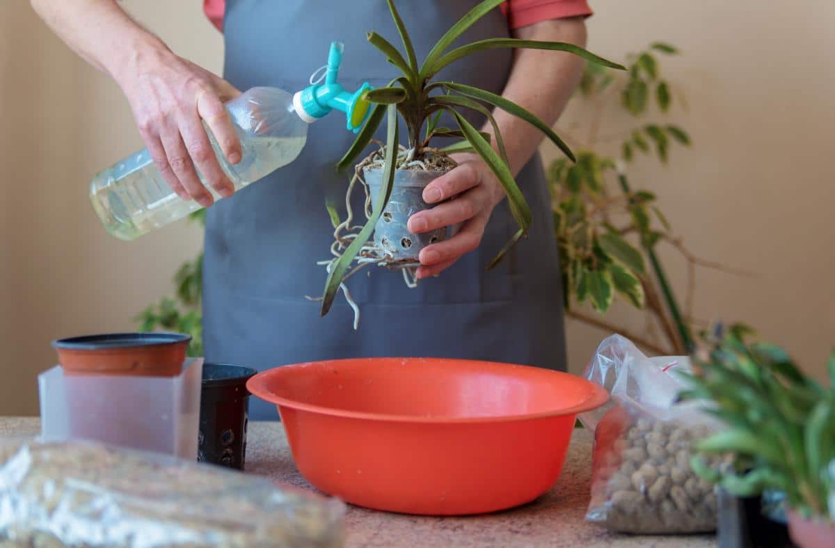 Vanda orchids being watered