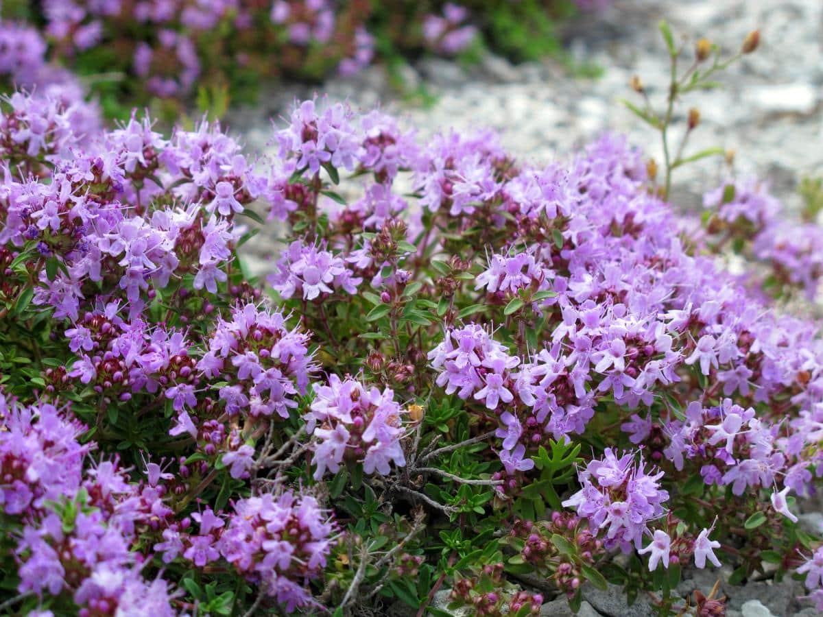 Purple flowering creeping thyme