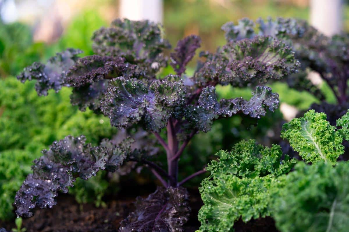 Purple curly leaf kale in edible landscape garden